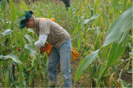 Corn Harvest